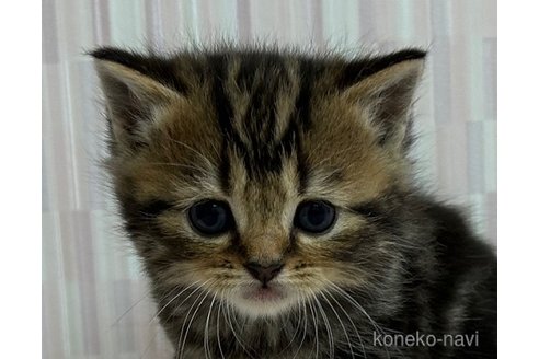 成約済の千葉県のスコティッシュフォールド-71150の1枚目